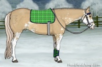 Horse Color:Palomino Dun Sabino 