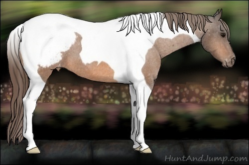 Horse Color:Buckskin Tobiano Varnish 