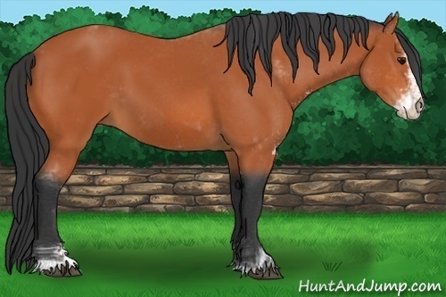 Horse Color:Bay Sabino 