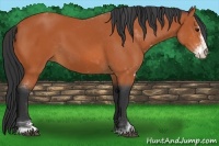 Horse Color:Bay Sabino