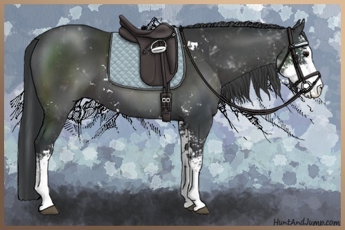 Horse Color:Black Sabino 