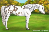 Horse Color:Chocolate Palomino Appaloosa 