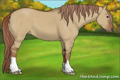 Horse Color:Red Dun