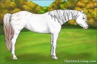 Horse Color:Classic Champagne Dun Splash Frame Appaloosa Rabicano 