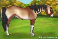 Horse Color:Bay Onyx Rabicano 