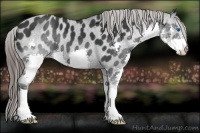 Horse Color:Black Splash Appaloosa 