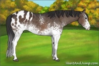 Horse Color:White Spotted Brown Appaloosa 