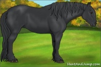 Horse Color:Black Chinchilla