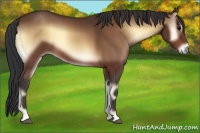 Horse Color:Bay Onyx 