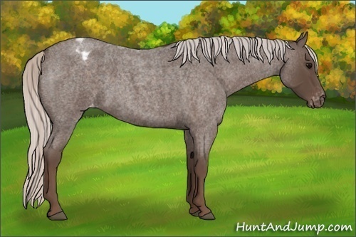 Horse Color:Silver Blue Roan Appaloosa