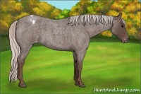 Horse Color:Silver Blue Roan Varnish 