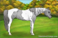 Horse Color:Black Tobiano Varnish Rabicano 