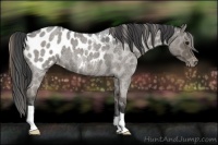 Horse Color:Smoky Blue Roan Appaloosa 