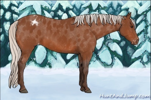 Horse Color:Silver Bay Appaloosa 
