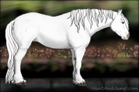 Horse Color:White Spotted Chestnut Chinchilla