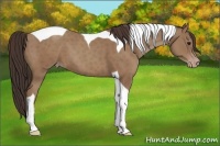 Horse Color:Classic Champagne Tobiano