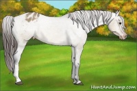 Horse Color:Brown Dun Appaloosa Rabicano 