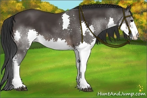 Horse Color:Brown Splash