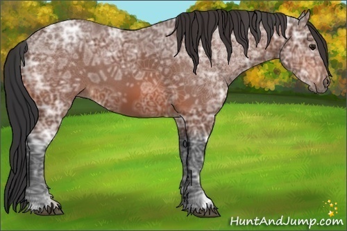 Horse Color:Bay Ice 