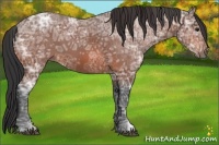 Horse Color:Bay Ice 