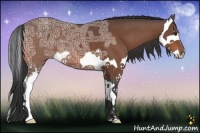 Horse Color:Bay Ice Splash 