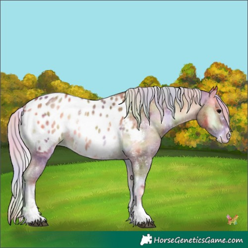 Horse Color:Nacre Silver Bay Onyx Sabino Appaloosa 
