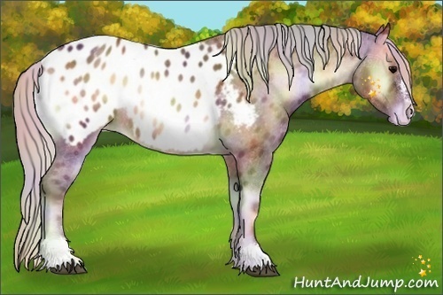 Horse Color:Nacre Silver Bay Onyx Sabino Appaloosa