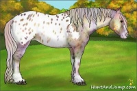 Horse Color:Nacre Silver Bay Onyx Sabino Appaloosa 
