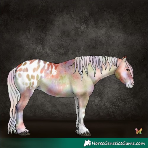 Horse Color:Nacre Silver Bay Onyx Sabino Appaloosa 