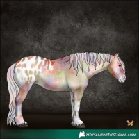 Horse Color:Nacre Silver Bay Onyx Sabino Appaloosa