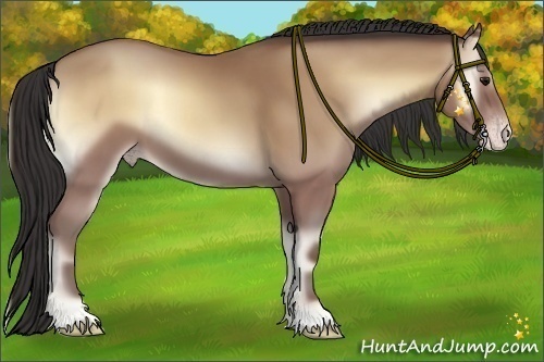 Horse Color:Classic Champagne Onyx 