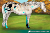 Horse Color:Plaid  Silver Bay Onyx Sabino Appaloosa 