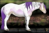 Horse Color:Watercolor Amber Champagne Onyx Tobiano