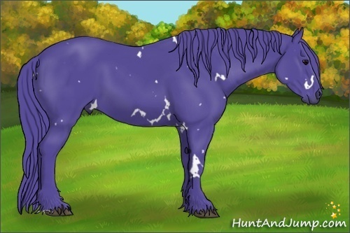 Horse Color:Watercolor White Spotted Black 