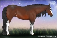 Horse Color:White Spotted Bay 