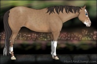 Horse Color:Sable Champagne Sabino Splash 