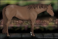 Horse Color:Liver Chestnut 