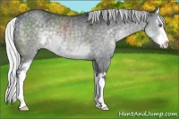 Horse Color:Silver Black Chinchilla Sabino Splash Rabicano 