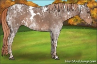 Horse Color:White Spotted Liver Chestnut Ice 