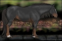 Horse Color:Liver Chestnut Sabino