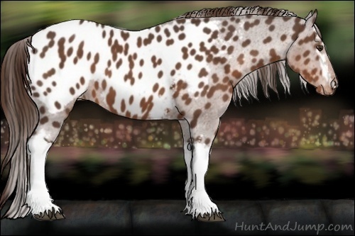 Horse Color:White Spotted Liver Chestnut Appaloosa 