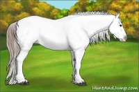 Horse Color:Liver Red Dun Tobiano Appaloosa