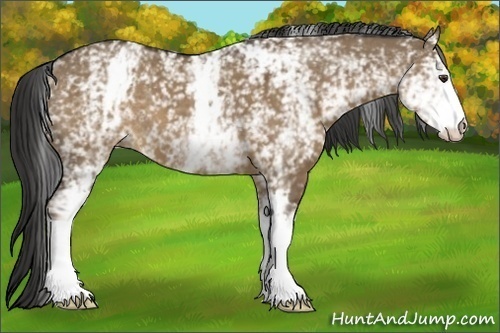 Horse Color:White Spotted Liver Red Dun 