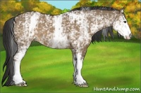 Horse Color:White Spotted Liver Red Dun 