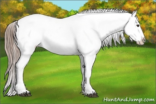 Horse Color:Liver Chestnut Sabino Blanket 