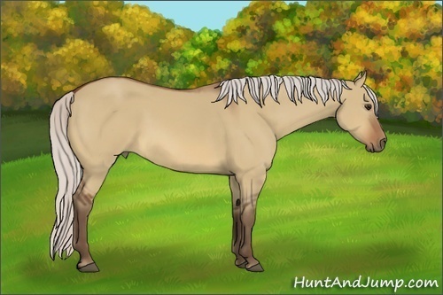 Horse Color:Silver Bay Dun Sabino