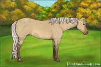 Horse Color:Silver Bay Dun Sabino 
