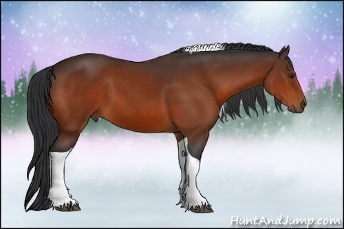 Horse Color:Bay Tobiano 