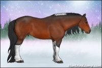 Horse Color:Bay Tobiano 