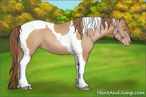 Horse Color:Bay Pearl Tobiano 